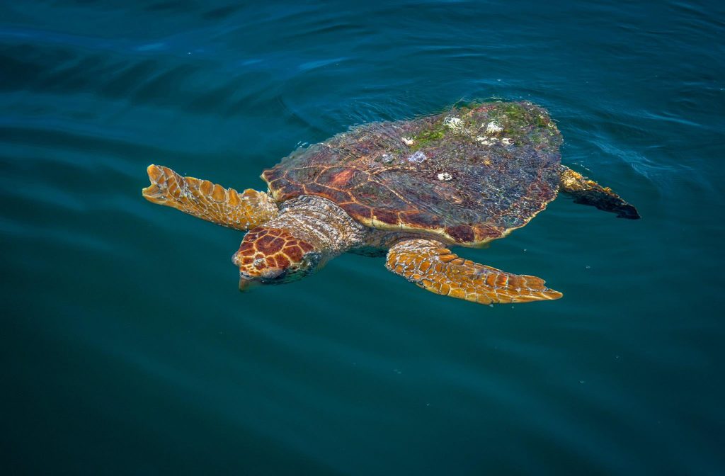Sea Turtles of NC | Coastal Conservation Association of North Carolina