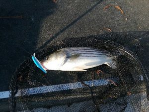 CCA North Carolina  Gill net restriction saved Neuse River stripers