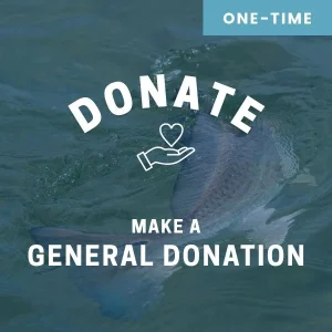 Donate to CCA NC